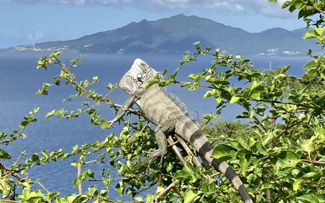 Guadeloupe – Karibik