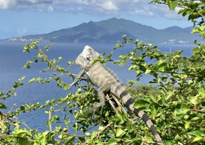 Guadeloupe – Karibik